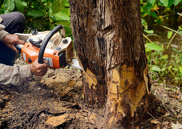 Tree Removal Services